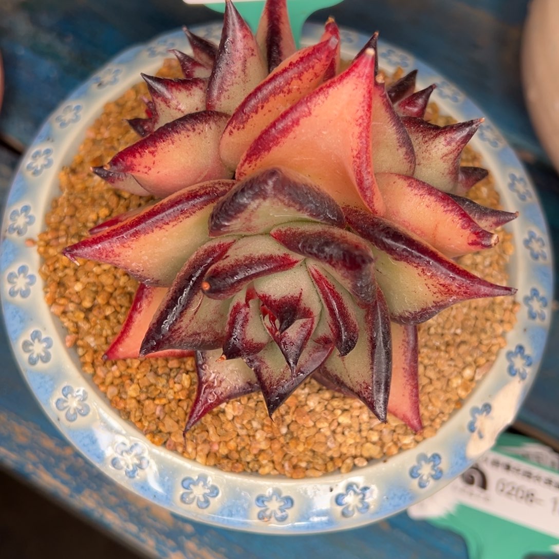 从前慢多肉精选编号0208.182