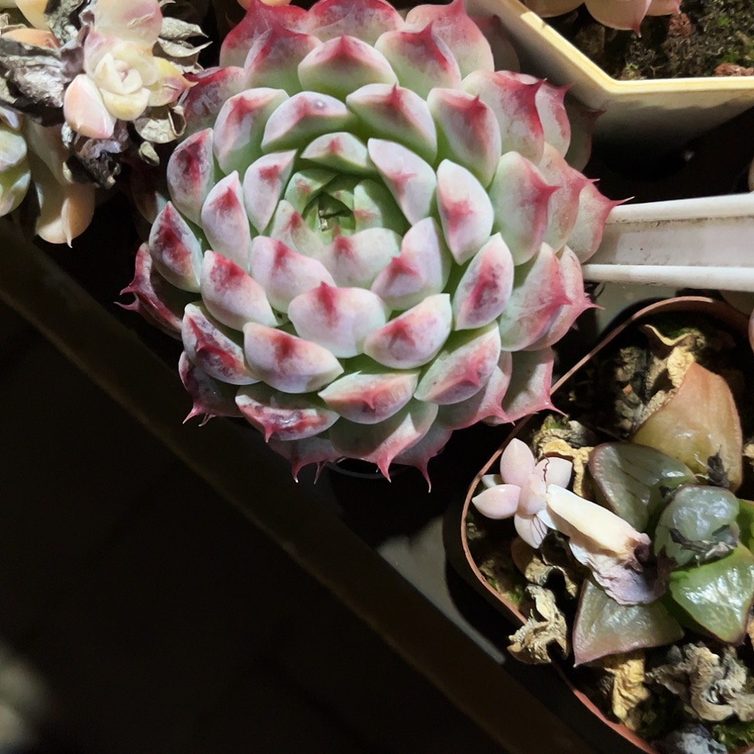 桥***粒51多肉植物提取萃取剂