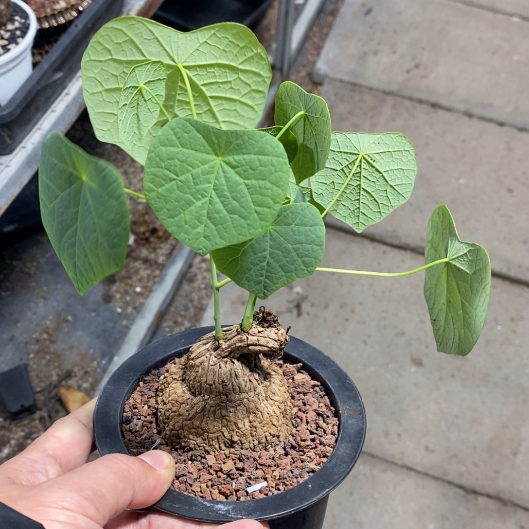 龙甲龟多肉植物一个