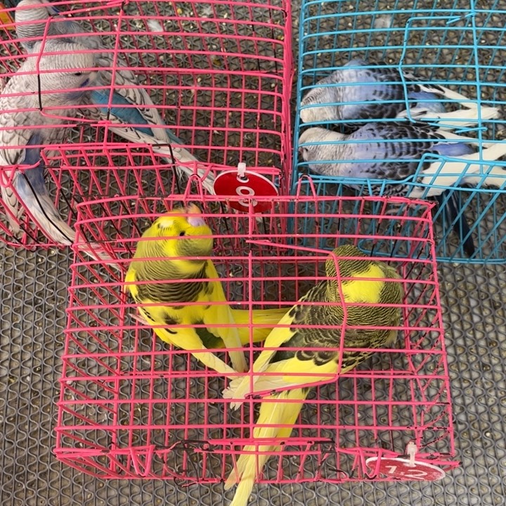 *****虎皮鹦鹉大头虎皮鹦鹉