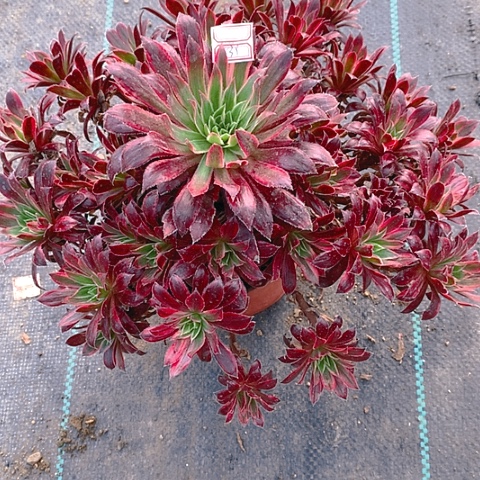 239惊鸿仙子多肉植物