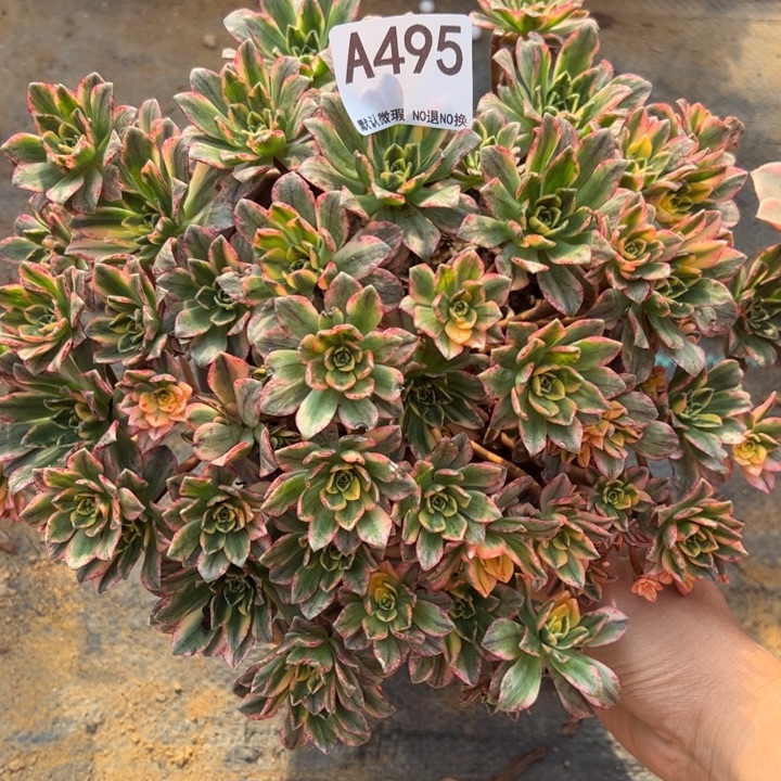 甜茶多肉植物495.