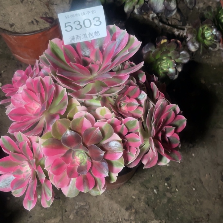 5303女巫的人多肉的