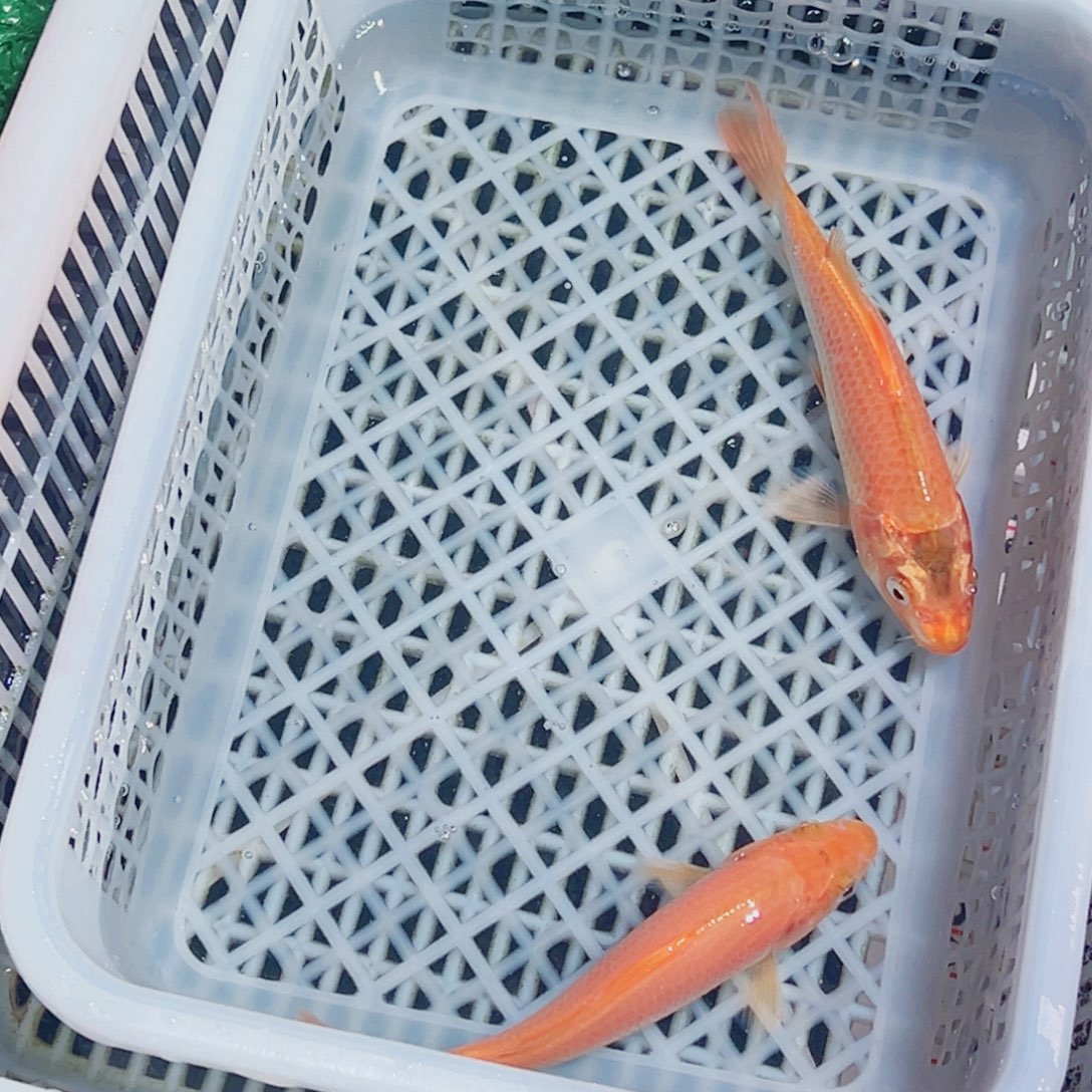 锦鲤锦鲤观赏鱼1111