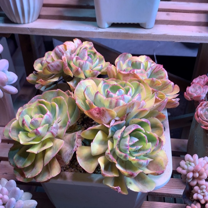 夕阳牡丹锦多肉z z z