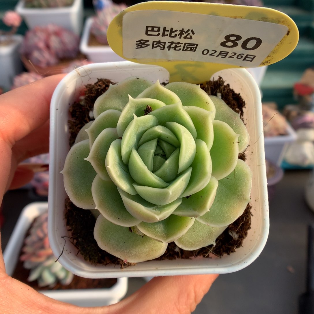 80虾饺多肉植物一个