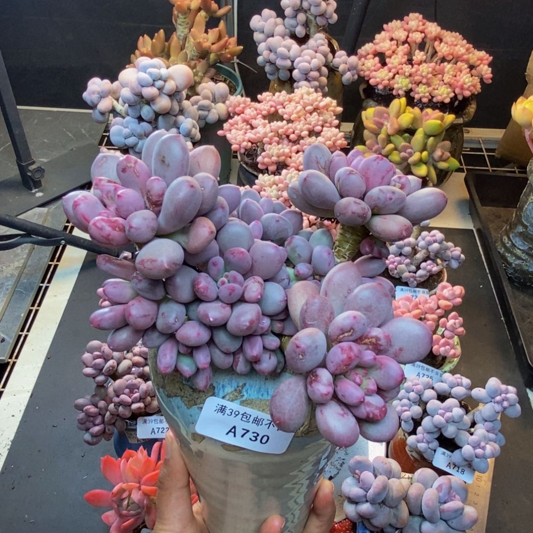 ?**?730仙子奶多肉11cm