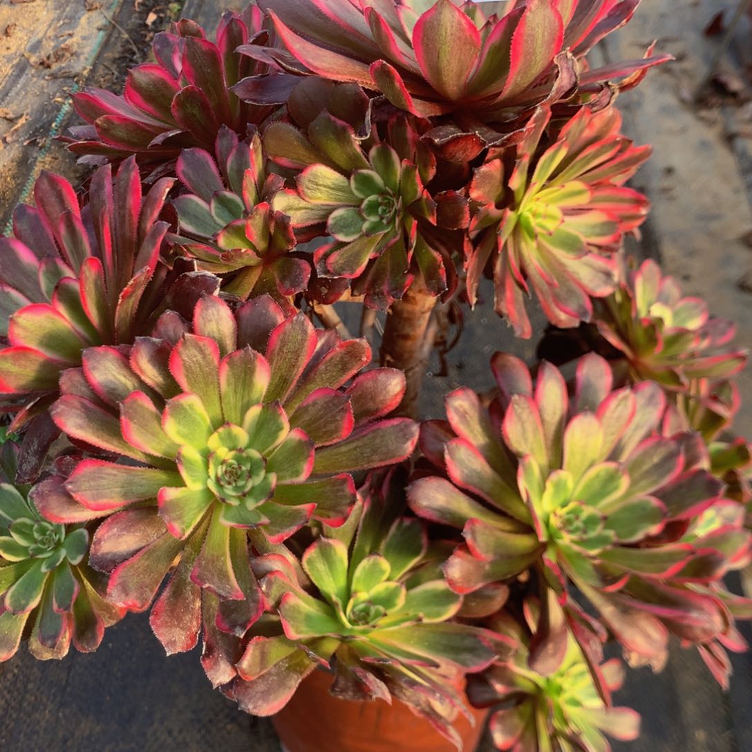 988红金刚多肉植物