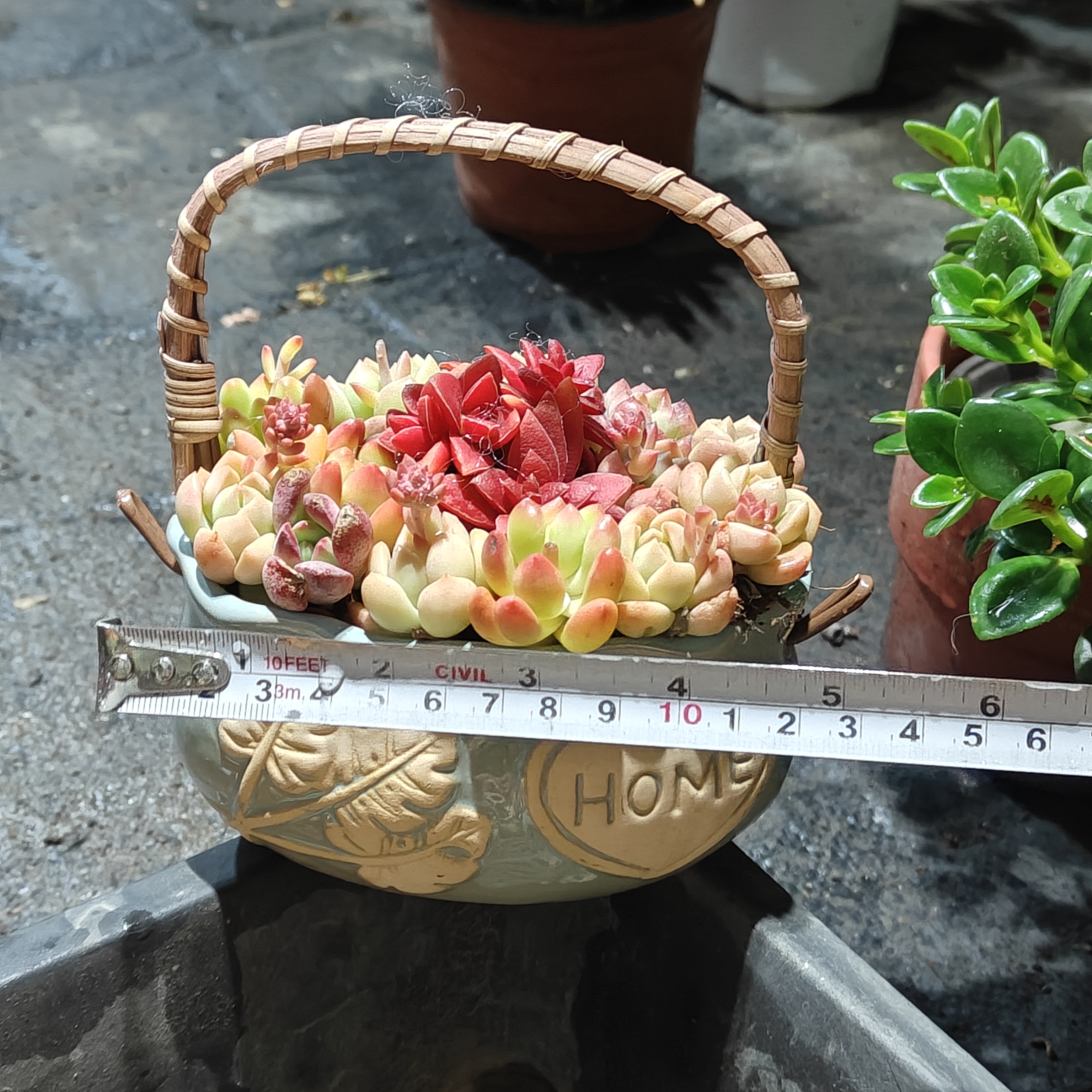 多肉拼盘，带盆发货【新疆包邮】