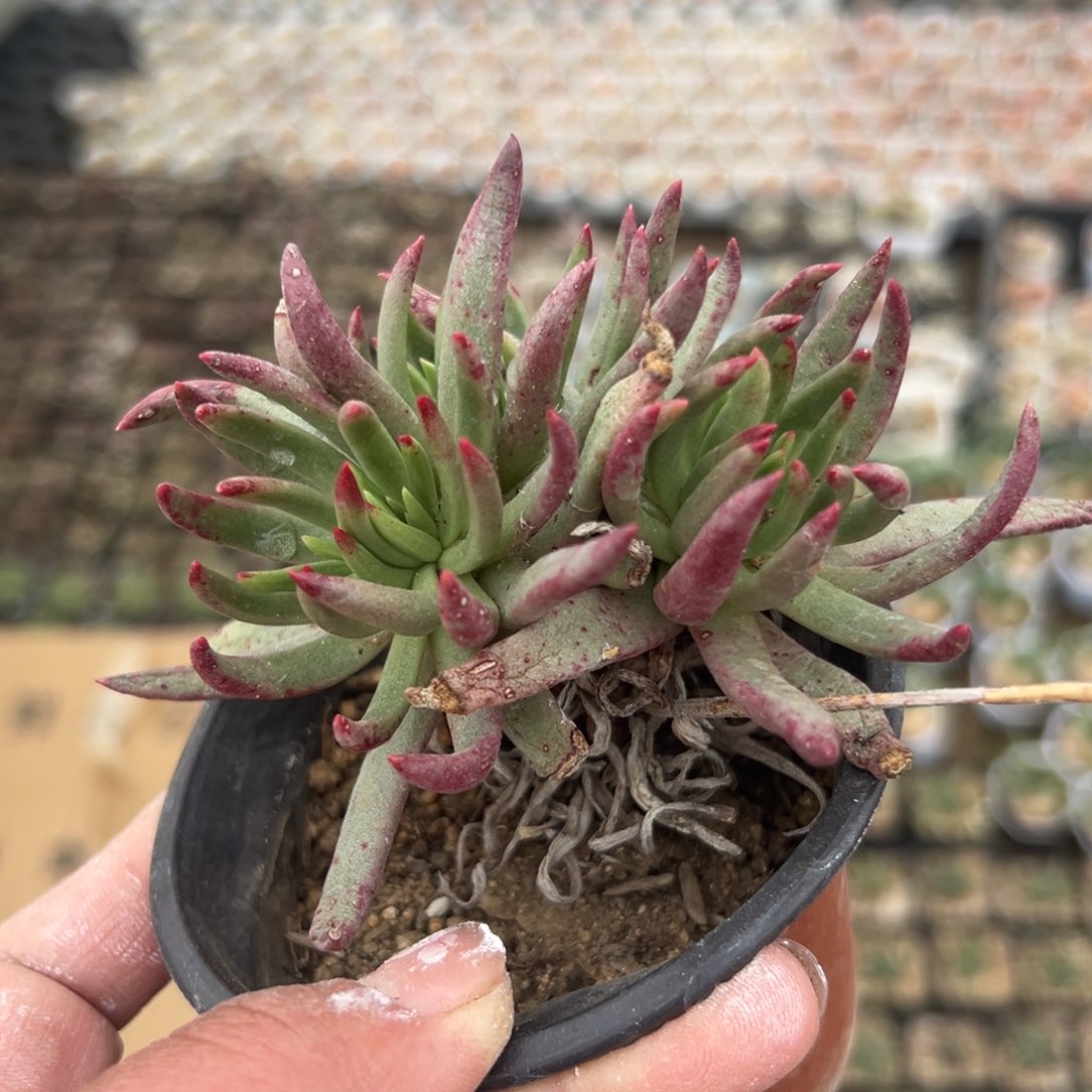 多肉植物多肉植物