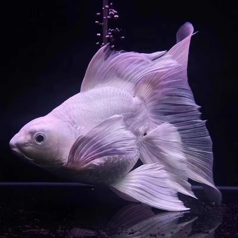 蝴蝶鲤观赏鱼纯种球体大鳍大尾活体冷水鱼