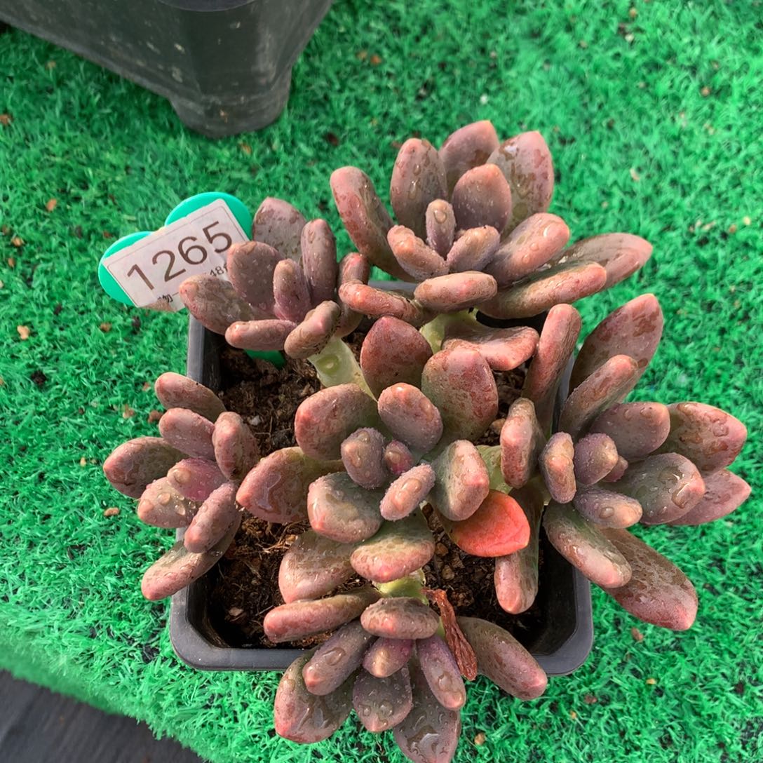 @***米芒果奶无砍平头捧花1265