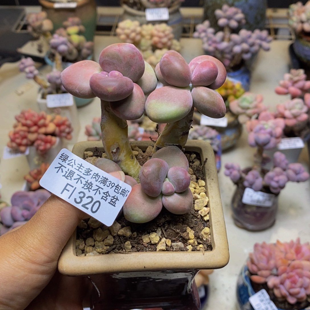 320芒果奶多肉7cm