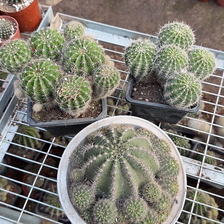 实生彩草三颗，超大群，福利价