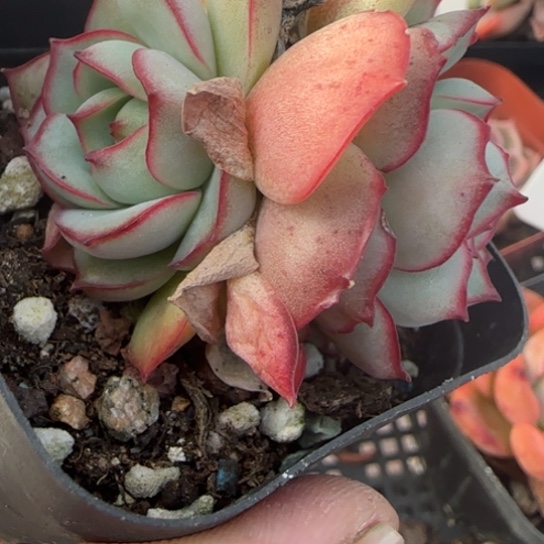 128闻莺一物一拍多肉