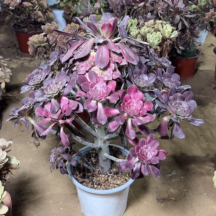 多肉植物香乃尔阴阳11