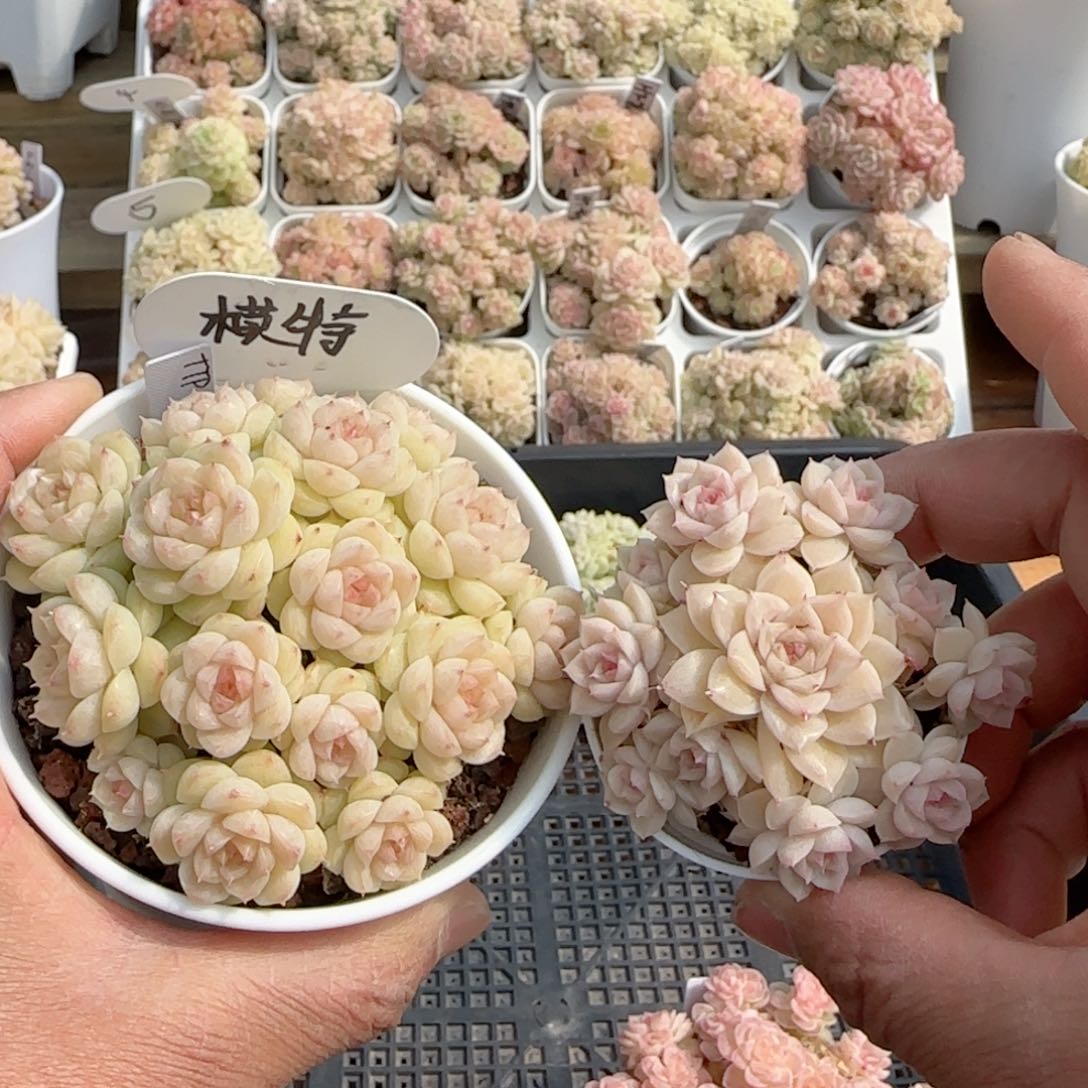 【闪购商品】0210-96（ttp-114）