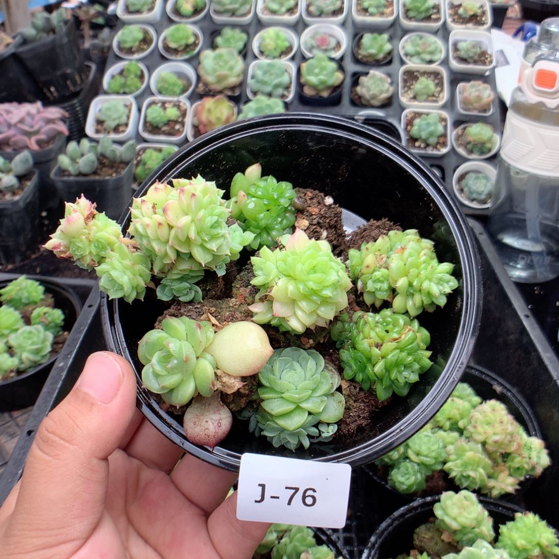 无花朵J76英语英语