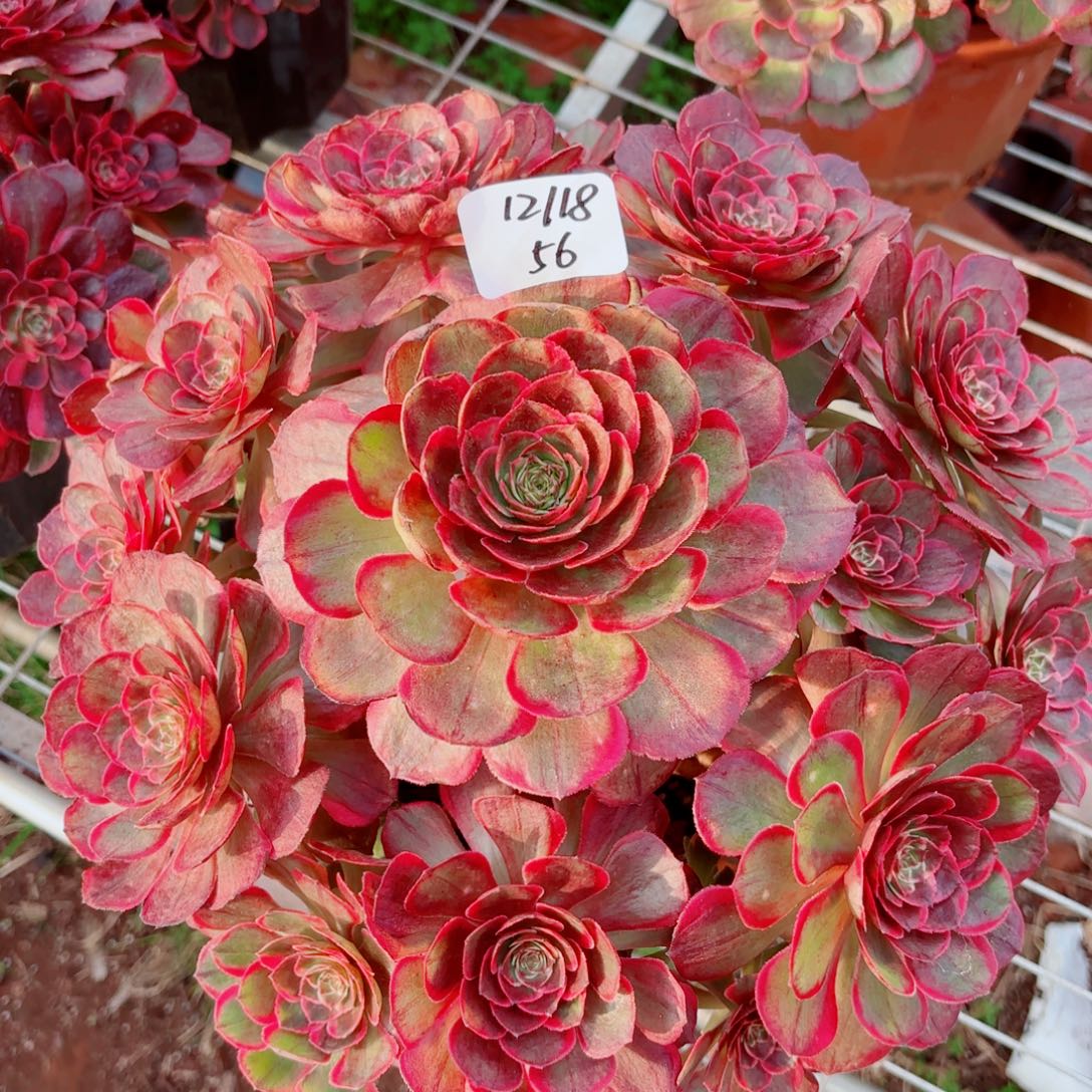 一物一拍多肉法师56