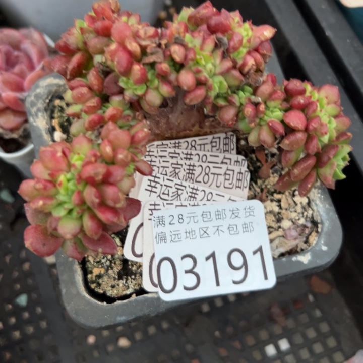 幸运的是我还没遇到你呢