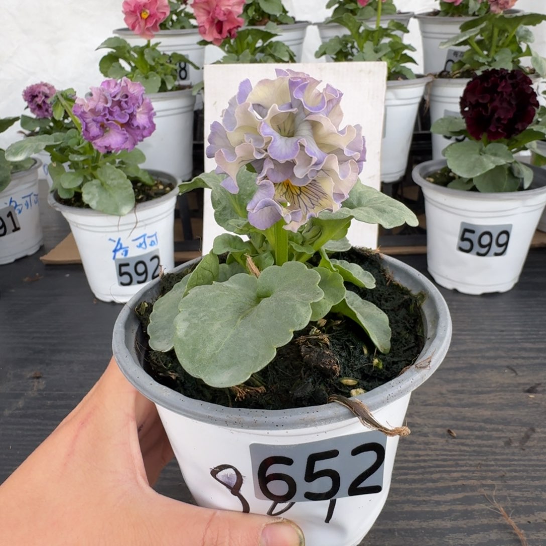 全部花朵652号961