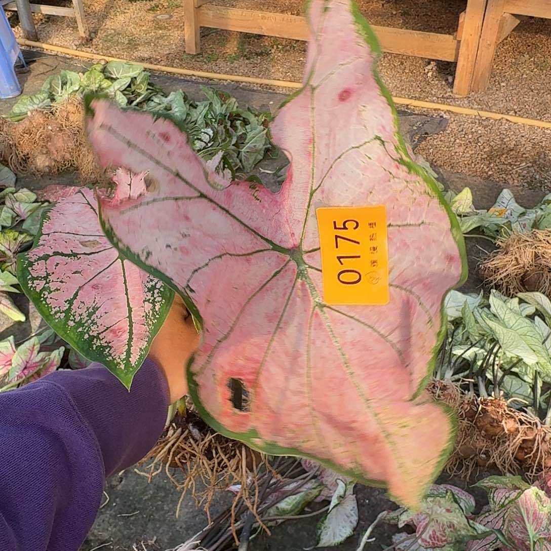 乐***儿完全开放0175粉色飞溅裸球不售后