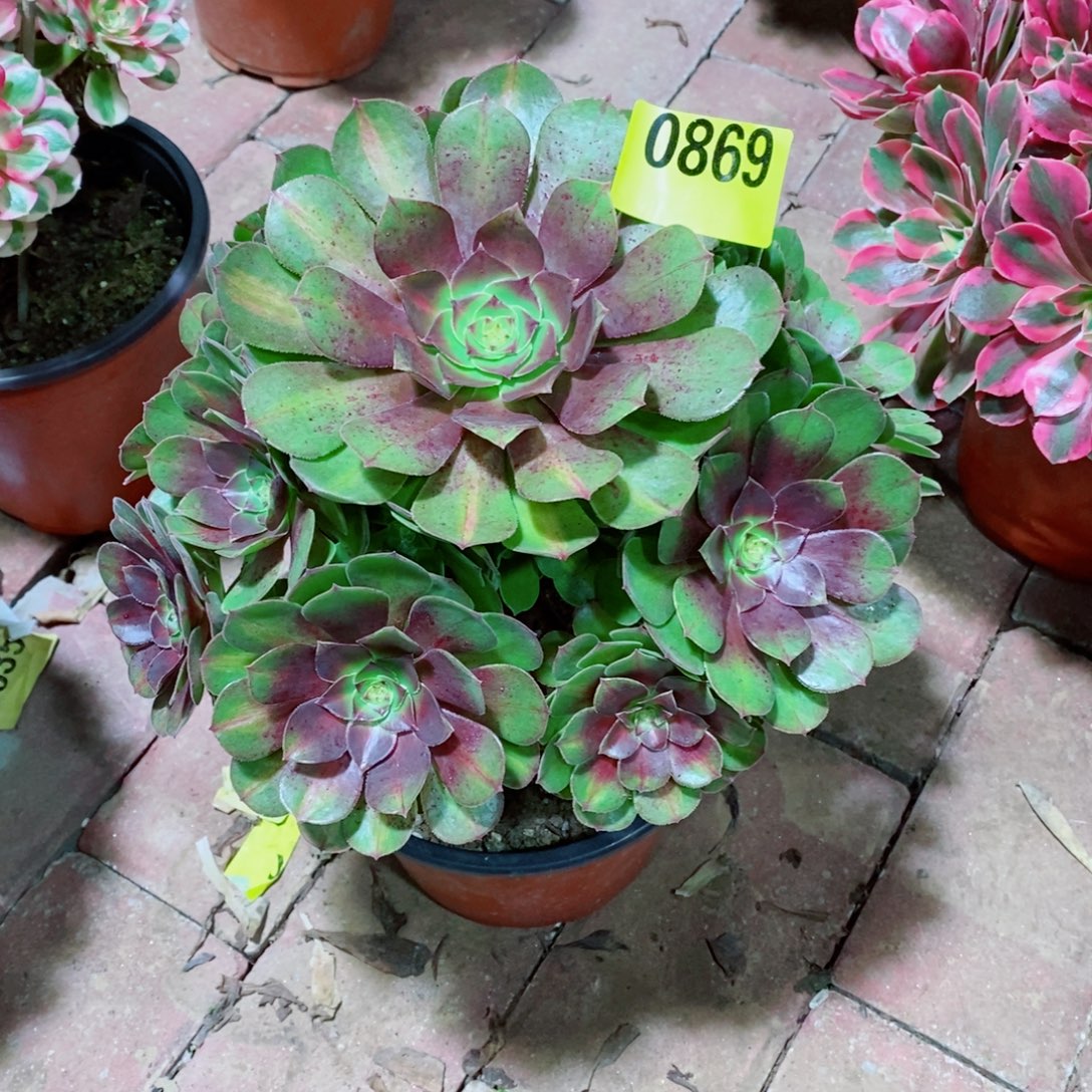 倾城中班多肉植物869