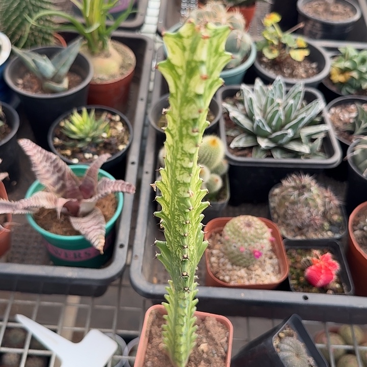 龙骨麒麟锦2仙人球