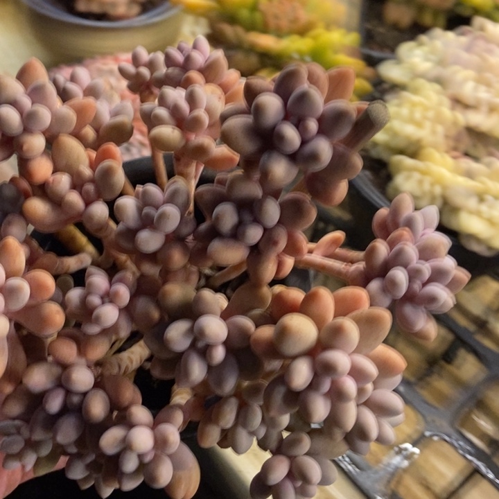 英***子多肉植物一物一拍