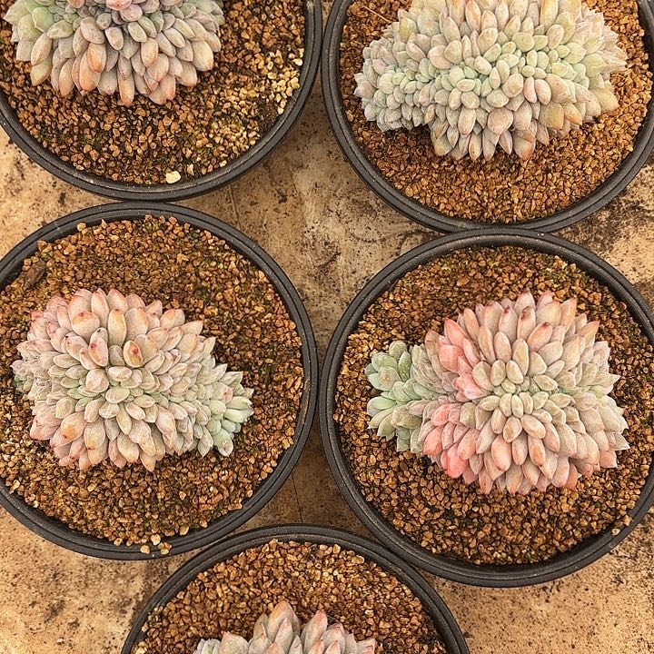 梦露缀（拍满18包邮）