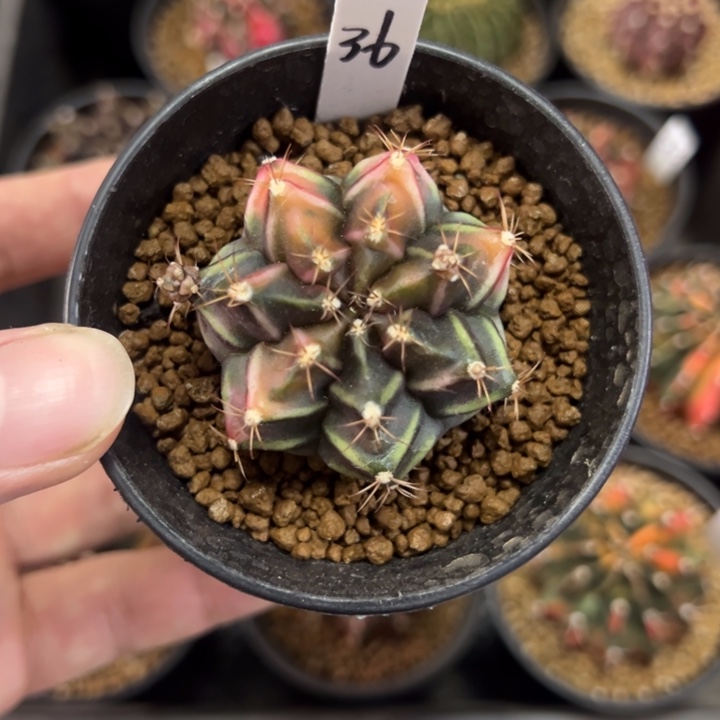 啤酒侧芽自根带盆土发货