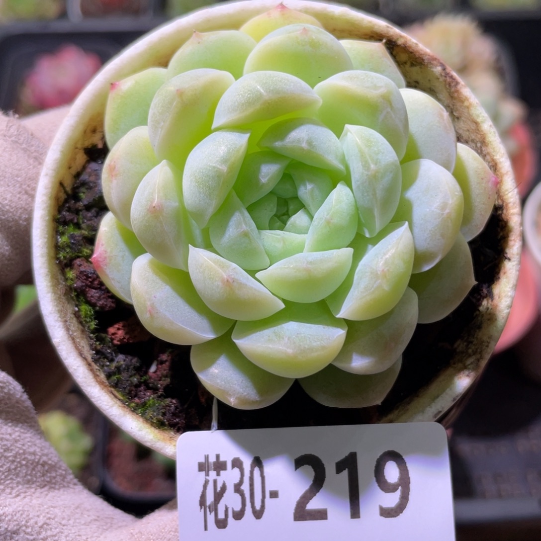 花利美30-219新品