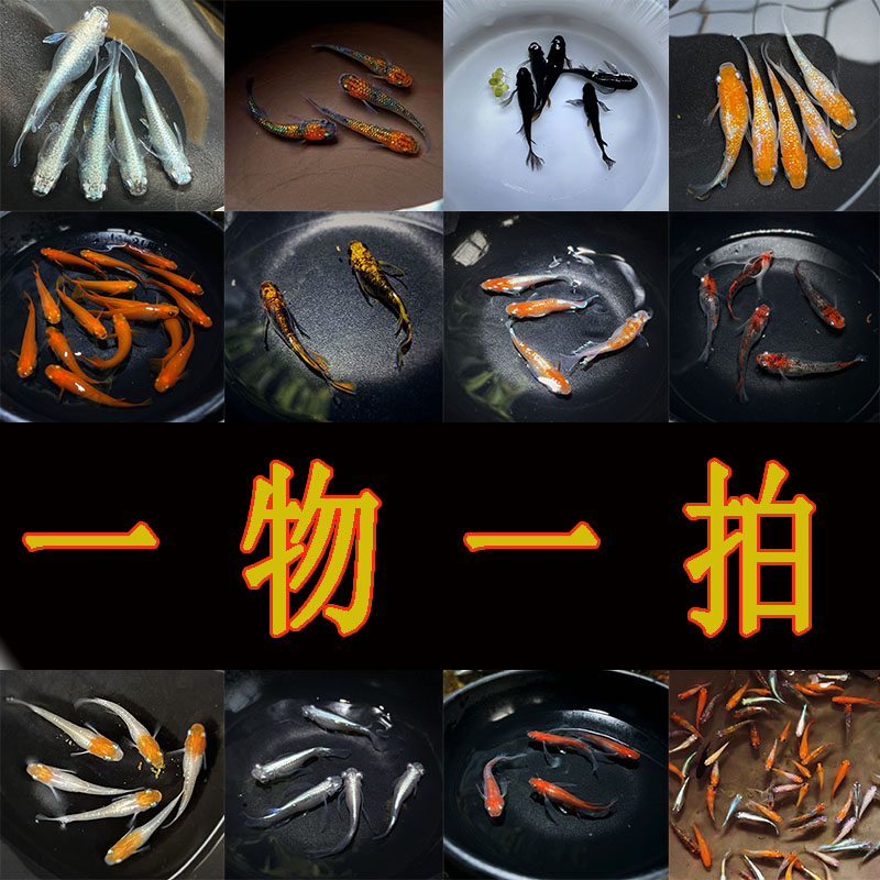 观背青鳉直播精选青鳉一物青鳉鱼一拍