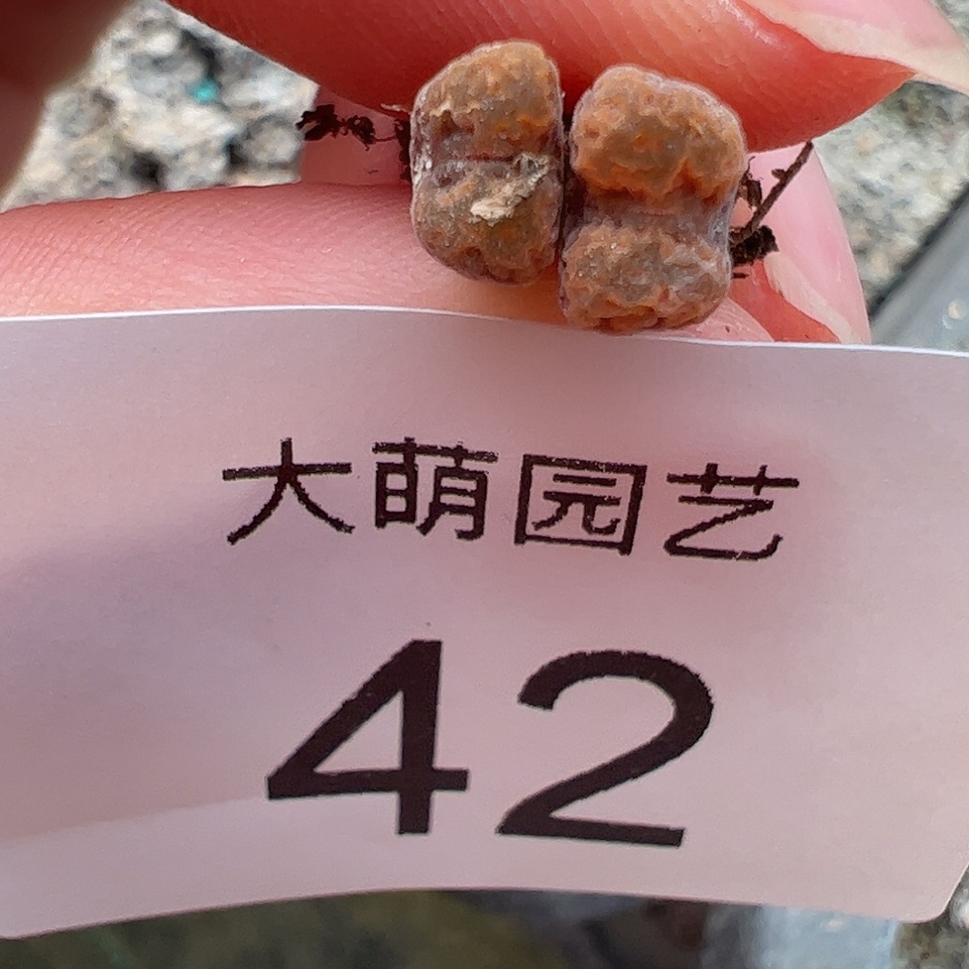 000042量拍MG1456.7冰渣火柴勋章双头1颗