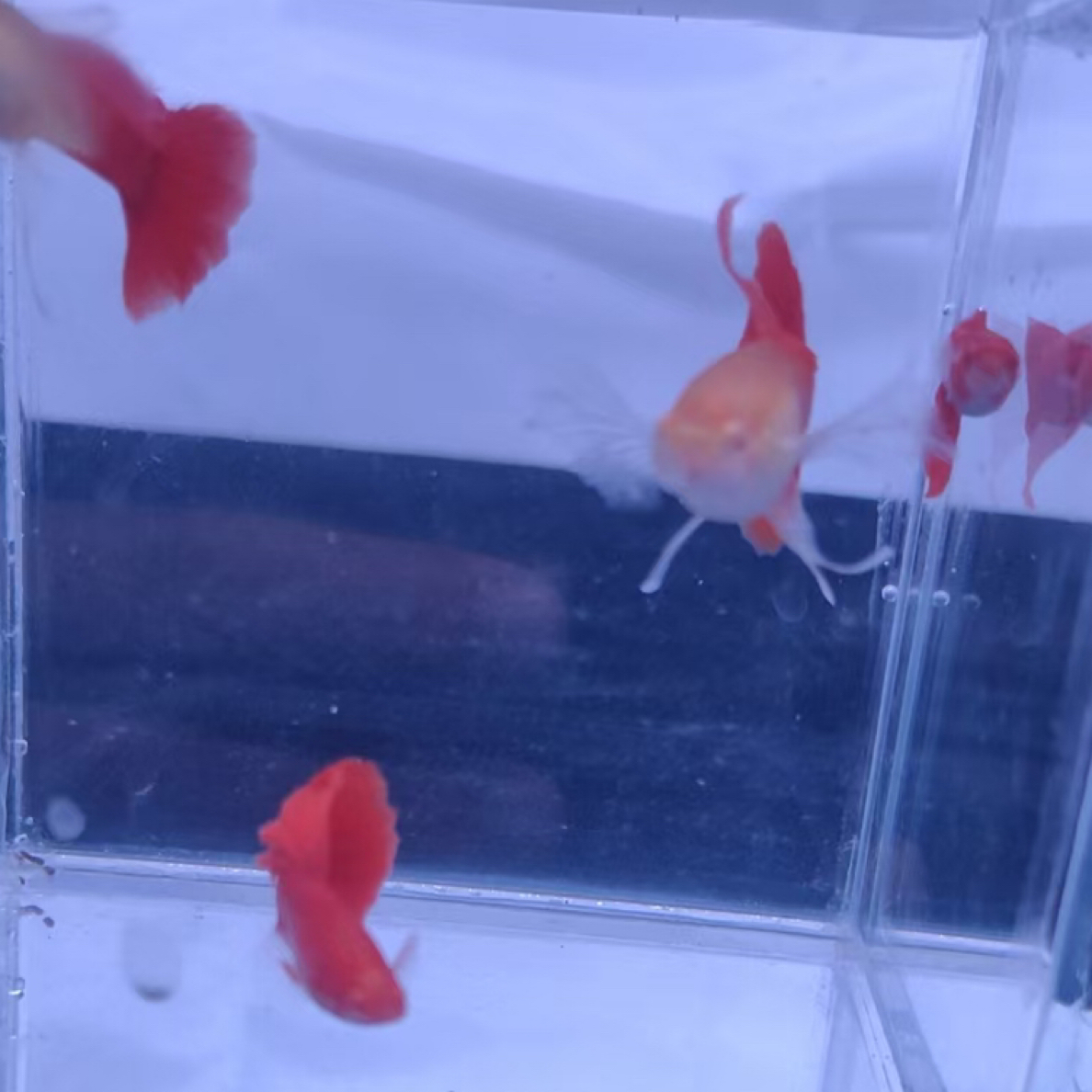 血红蝶翼大c2对（开箱录视频验鱼，入缸不赔）