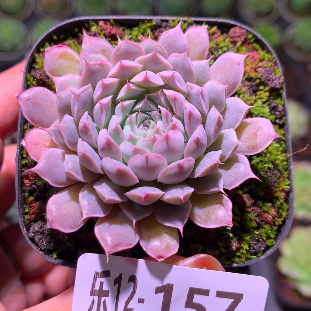 乐然12-157 新品单头 