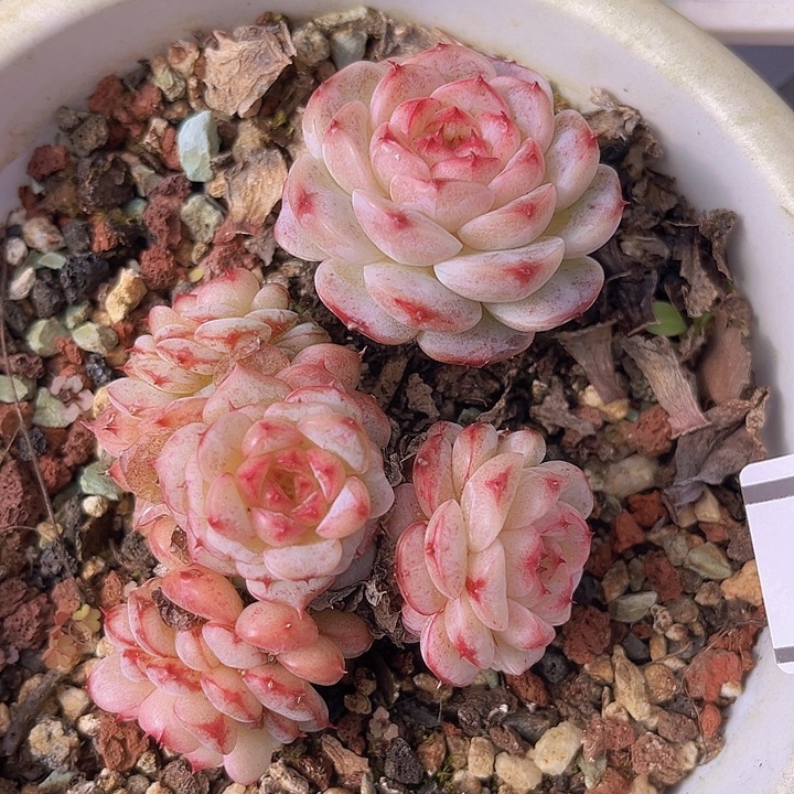 天鹅绒2924多肉植物