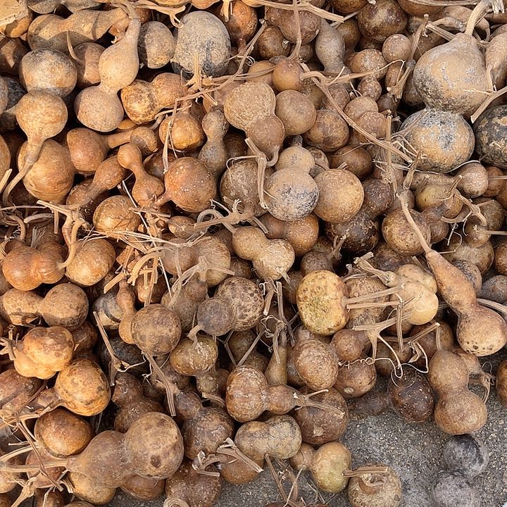 葫芦花皮葫芦一箱，随机（20多把，偏远不包邮）