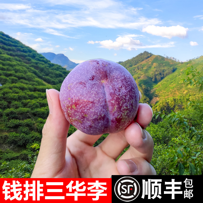 【顺丰.次日达】广东钱排三华李新鲜现摘信宜红心李子当季水果5斤包邮广东省