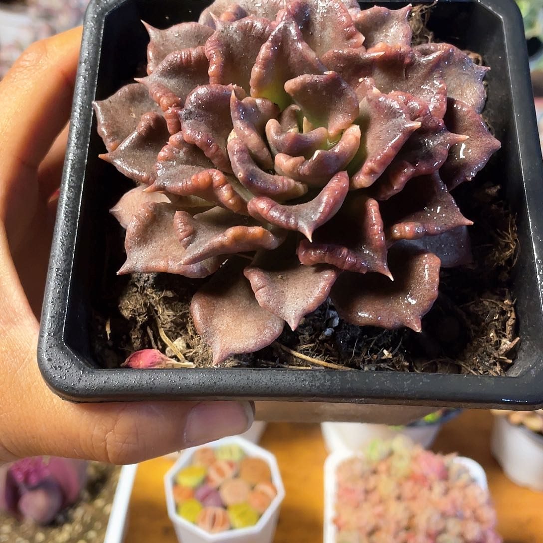 黑饺子皮带盆发货