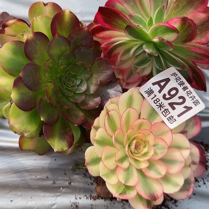 多肉法师淘宝福利