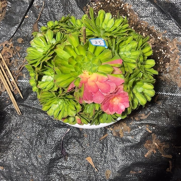 25知否手捧多肉植物