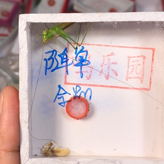 福***斯蟋蟀33333333333333333