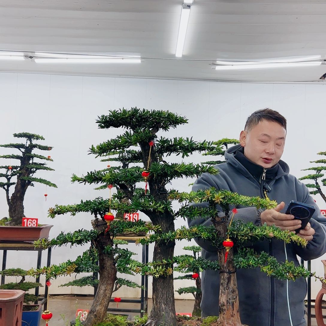 伟**材盆景制作过程非常