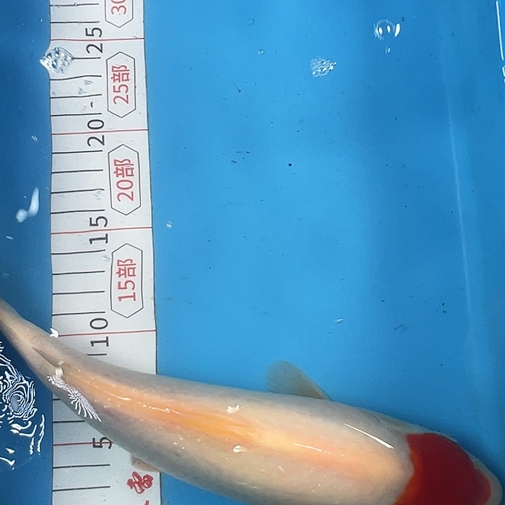 锦鲤血统锦鲤子一代