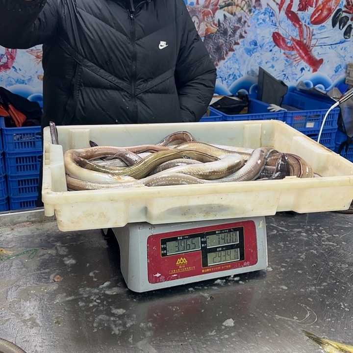 中国大陆好****?鳗鱼