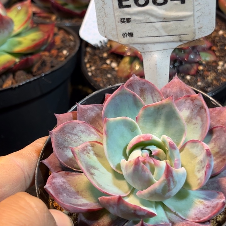 惊鸿一物一拍包装收缩花旱684