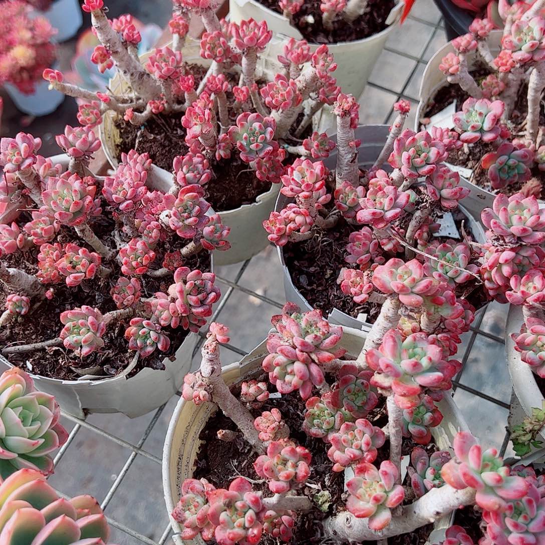 蓝苹果多头群生老桩二盆