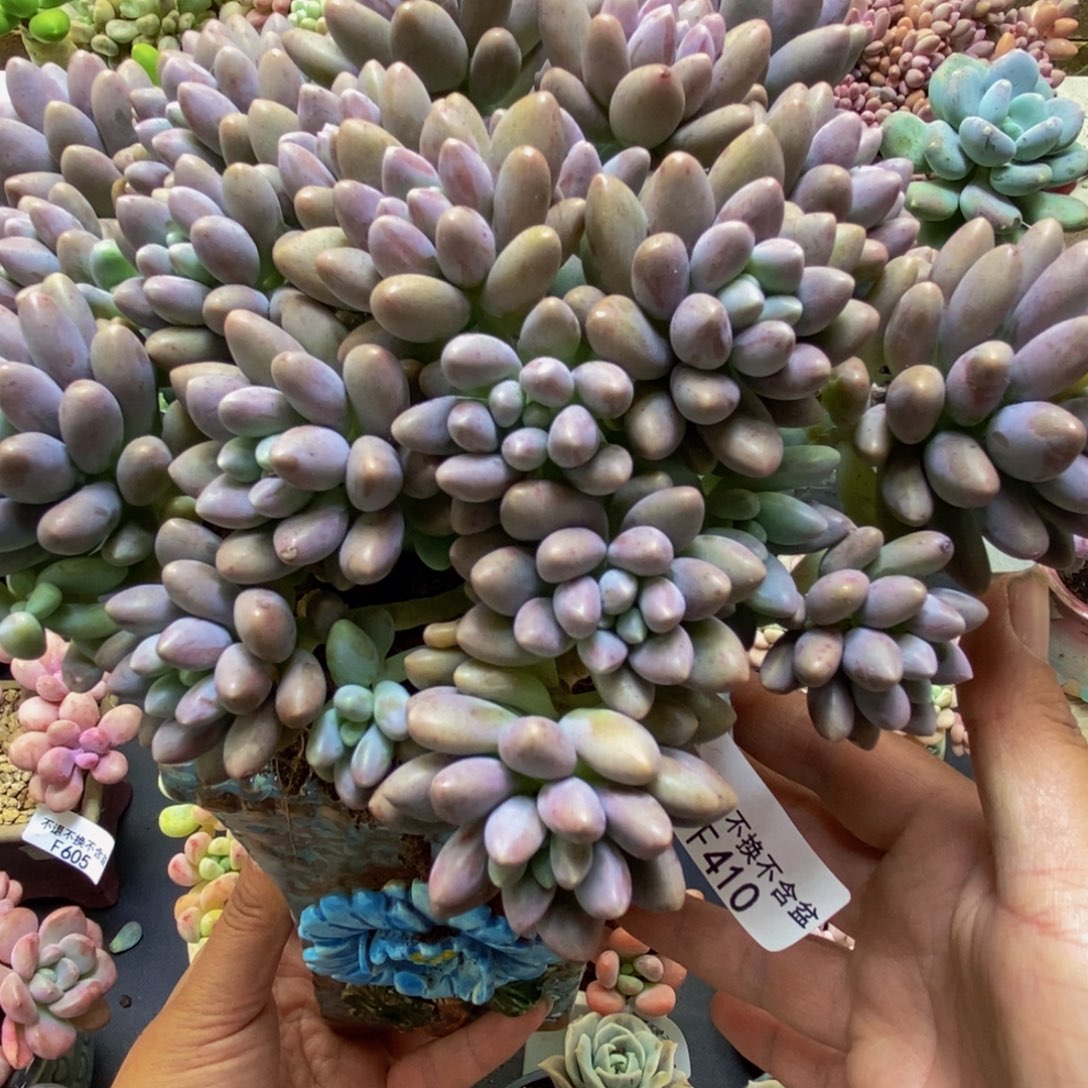 410星黛露20cm多肉