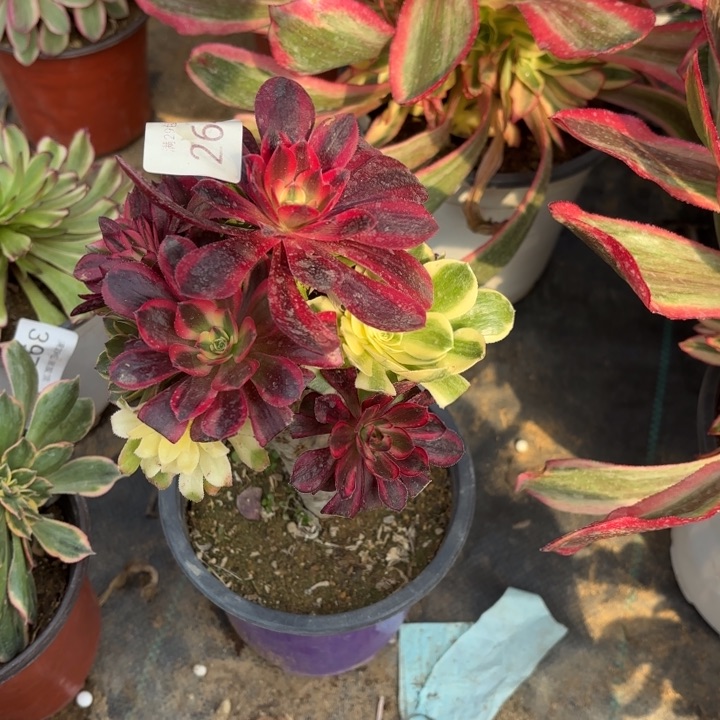 七彩树多肉法师2643